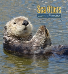 Sea Otters 2017 Wall Calendar, Calendar Book Sea Otters 2017 Wall Calendar, Calendar Book