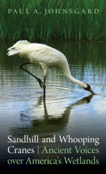 Sandhill and Whooping Cranes : Ancient Voices over America's Wetlands, Paperback / softback Book Sandhill and Whooping Cranes : Ancient Voices over America's Wetlands, Paperback / softback Book