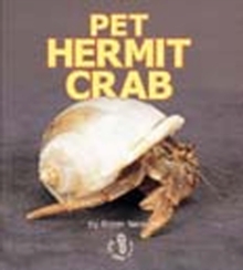 Pet Hermit Crab