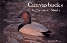 Canvasbacks : A Pictorial Study, Paperback / softback Book Canvasbacks : A Pictorial Study, Paperback / softback Book