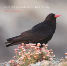 Birds of Cornwall and the Isles of Scilly, Paperback Book Birds of Cornwall and the Isles of Scilly, Paperback Book