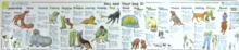 You and Your Dog