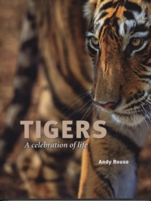 Tigers : A Celebration of Life, Hardback Book Tigers : A Celebration of Life, Hardback Book