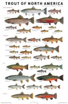 Trout of North America Poster, Poster Book Trout of North America Poster, Poster Book
