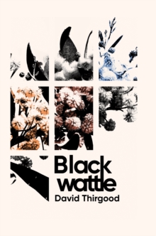 Blackwattle