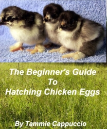 Beginner's Guide to Hatching Chicken Eggs