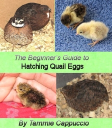 Beginner's Guide to Hatching Quail Eggs