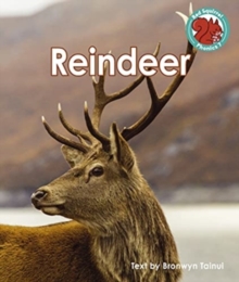 Reindeer