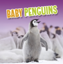 Baby Penguins