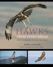 Hawks from Every Angle : How to Identify Raptors In Flight