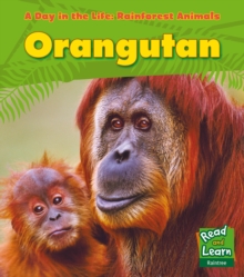Orangutan, Hardback Book Orangutan, Hardback Book