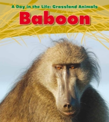 Baboon, Paperback / softback Book Baboon, Paperback / softback Book