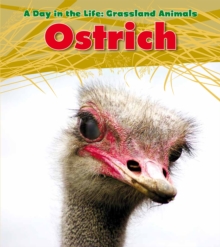 Ostrich, Hardback Book Ostrich, Hardback Book