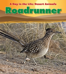 Roadrunner, Hardback Book Roadrunner, Hardback Book