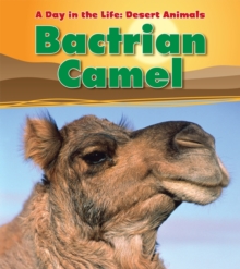 Bactrian Camel, Paperback Book Bactrian Camel, Paperback Book