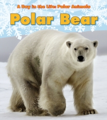 Polar Bear, Hardback Book Polar Bear, Hardback Book