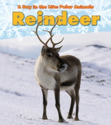Reindeer, Hardback Book Reindeer, Hardback Book