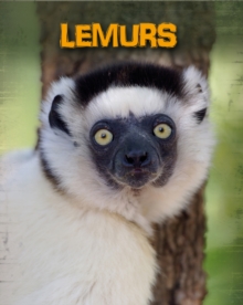 Lemurs, Paperback Book Lemurs, Paperback Book
