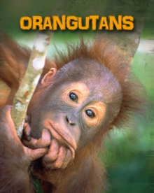 Orangutans, Paperback Book Orangutans, Paperback Book