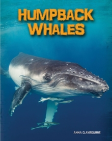 Humpback Whales, Paperback Book Humpback Whales, Paperback Book