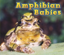 Amphibian Babies