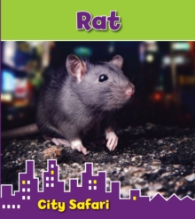 Rat