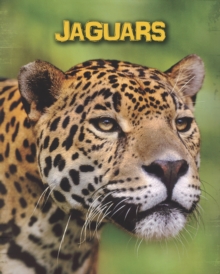 Jaguars, Hardback Book Jaguars, Hardback Book