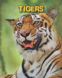 Tigers, Hardback Book Tigers, Hardback Book