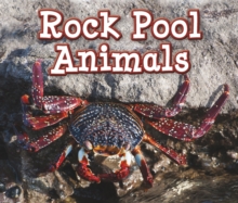 Rock Pool Animals, Paperback / softback Book Rock Pool Animals, Paperback / softback Book