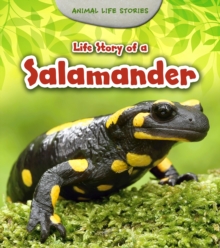 Life Story of a Salamander, Hardback Book Life Story of a Salamander, Hardback Book