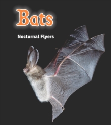 Bats : Nocturnal Flyers