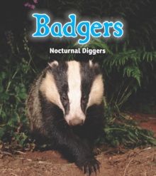 Badgers : Nocturnal Diggers