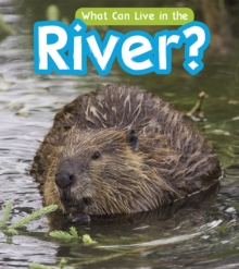 What Can Live in a River?, Hardback Book What Can Live in a River?, Hardback Book