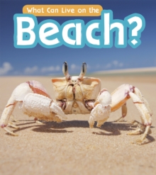 What Can Live at the Beach?