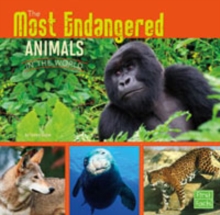 The Most Endangered Animals in the World, Paperback Book The Most Endangered Animals in the World, Paperback Book