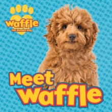 Waffle the Wonder Dog : Meet Waffle!