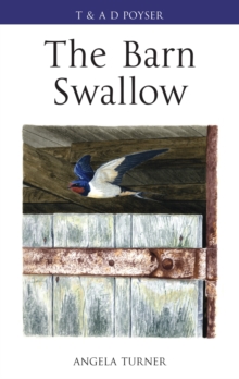 The Barn Swallow