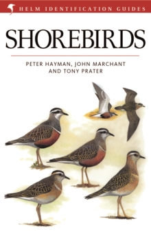 Shorebirds