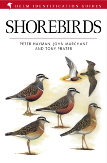 Shorebirds