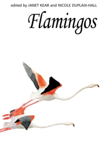 Flamingos