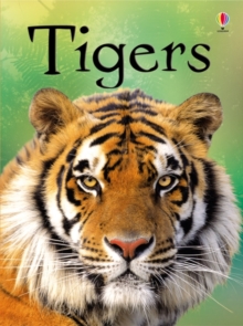 Beginners: Tigers, Hardback Book Beginners: Tigers, Hardback Book