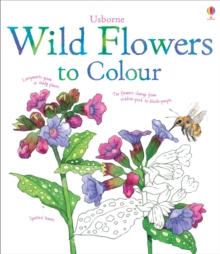 Wild Flowers to Colour, Paperback Book Wild Flowers to Colour, Paperback Book