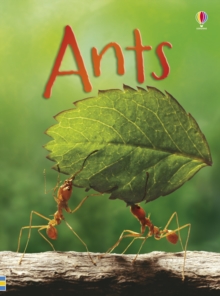 Beginners Ants, Hardback Book Beginners Ants, Hardback Book