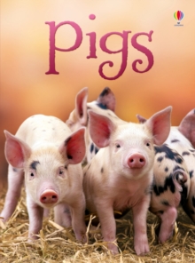 Pigs, Hardback Book Pigs, Hardback Book