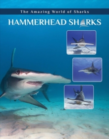 Hammerhead Sharks, Hardback Book Hammerhead Sharks, Hardback Book