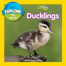 Explore My World: Ducklings, Paperback / softback Book Explore My World: Ducklings, Paperback / softback Book