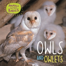 Animals and their Babies: Owls & Owlets, Hardback Book Animals and their Babies: Owls & Owlets, Hardback Book