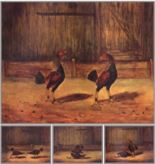 The Breeding and Management of Fighting Cocks