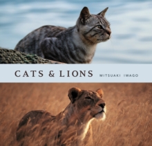 Cats and Lions, Hardback Book Cats and Lions, Hardback Book