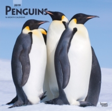 Penguins 2019 Square Wall Calendar, Calendar Book Penguins 2019 Square Wall Calendar, Calendar Book